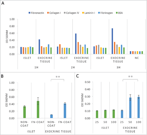 Figure 1. Adhesive property of islets and exocrine tissue to extracellular matrix. (A) Cell adhesion assays of both islets and exocrine tissue. The cells were evaluated following attachment to 48-well culture dishes coated with fibronectin, collagen type I, collagen type IV, laminin I, fibrinogen, and BSA at 1.0 × 105 cells/well in DMEM containing 0.5% FBS for 1–3 h (n = 1). (B) Cell adhesion assays of both islets and exocrine tissue. Cells were seeded onto fibronectin-coated (6.00 μg/well) or non-coated 6-well plates at 5.0 × 105 cells/well in DMEM containing 10.0% FBS for 3 h (n = 3). (C) Cell adhesion assays of both islets and exocrine tissue. Cells were seeded onto fibronectin-coated (1.50 μg/well) 96-well plates at 1.0 × 104 cells/well in DMEM (25–100 μl/well) containing 0.5% FBS for 2 h. (n = 4) Adherent cells were displaced into 96-well plate, stained with MTT solution, and quantified at OD 560 nm after extraction. The data are presented as the mean ± standard error (SE). **P < 0.01.