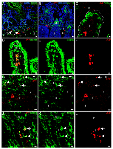 Figure 6. In situ co-localization studies of mucosal cell subsets and rPrP. (A) Multicolor immunofluorescence labeling for CD11c (blue), CD205 (green) and Texas red-labeled rPrP (red) demonstrated that rPrP was not present in double labeled CD11c+/CD205+ cells (light blue)(07/F103 30 min). Scale bar, 20 µm. A few CD205 single-labeled cells showed rPrP-labeling (yellow) in the T-cell area (arrows). (B) Despite the presence of many CD11c single labeled cells (green) in lamina propria and the dome area, these cells were not associated with rPrP (red) in any of the intestinal compartments studied. rPrP was not observed in the FAE, dome or PP follicle. (blue, hoechst nuclear staining) (09/F607 30 min). Scale bar, 50 µm. (C) Villus. The specific DC marker CD209 (green) did not show co-localization with rPrP(red) (07/F103 30 min). Scale bar, 5 µm. (D-F) Villus. Paired immunofluorescence. CD205+ cells (E, green) were found to contain rPrP (F, red). (D) The merging of panels E and F demonstrated the co-localization (yellow) of rPrP with CD205+ cells (09/F607 30 min). Scale bar, 10 µm. (G-I) T-cell area. Paired immunofluorescence. CD205+ cells (H, green) and rPrP (I, red). (G) The merging of panels H and I demonstrated the co-localization (yellow) of rPrP in a few CD205+ cells in the T-cell area (arrows) and submucosal lymphatics (arrowhead) (07/F103 30 min). Scale bar, 10 µm. (J-L) Villus. Paired immunofluorescence. MHCII+ cells (K, green) and rPrP (L, red). (J) The merging of panels K and L demonstrated rPrP in MHCII+ cells (yellow, arrows) (09/F607 30 min). Scale bar 5 µm. (ae) AE, (lp) lamina propria, (l) lacteal, (d) dome, (f) follicle, (t) T-cell area, (s) submucosal lymphatics, dashed lines indicate the basal lamina between the AE and the lamina propria.