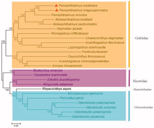Figure 1. The phylogenetic relationship for fish of the Gobioidei.