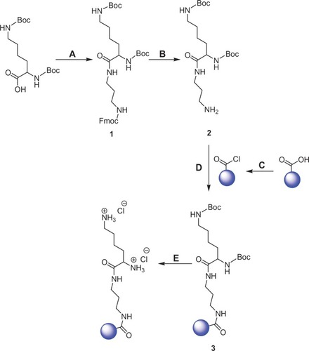 Figure 1 Preparation and functionalization of nanodiamonds (NDs) with lysine in the presence of a three-carbon-length linker: (A) synthesis of compound 1 [N′-(Nα,Nε-bis-Boc-lysyl),N″-(Fmoc)-diaminopropane], reagents, and solvents – Fmoc-NH(CH2)3NH2 · HCl, HATU [N,N,N′,N′-tetramethyl-O-(7-azabenzotriazol-1-yl) uronium hexafluorophosphate], diisopropylethylamine, and dimethylformamide (DMF); (B) Fmoc deprotection, reagents, and solvents – 50% (v/v) piperidine-DMF; (C) reoxidation of pristine carboxylated NDs, reagents – concentrated sulfuric acid and concentrated nitric acid, and preparation of acid chloride–functionalized NDs, reagents – thionyl chloride; (D) synthesis of Boc-protected lysine-functionalized NDs, solvent – DMF; (E) deprotection of Boc on lysine-functionalized NDs, reagents, and solvents – hydrochloric acid and dichloromethane.