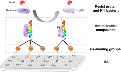 Figure 3 Common mechanism schema of coatings with contact-killing capability through the modification of antimicrobial agents. This type of coatings contains HA-binding groups (orange balls) and antimicrobial compounds (color stripes). HA-binding groups bind with Ca2+ or PO43- from HA, while antimicrobial compounds as brushes resist protein and react with bacteria to induce the death of bacteria.
