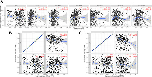 Figure 5 (A) Correlation between VSIG2 and immune cells. (B) Correlation of VSIG2 with tumor-associated M1 macrophage markers. (C) correlation of VSIG2 with tumor-associated M2 macrophage markers.