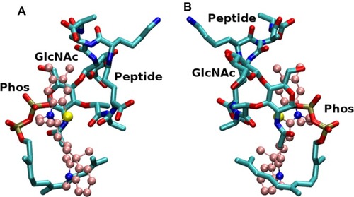 Figure 2 Model of lead compound 7771–0701 (CPK representation with carbons in pink color) in complex with lipid II (licorice representation with carbons in cyan color), based on the NMR data. The phosphate (Phos), sugar (GlcNAc) and pentapeptide (Peptide) of Lipid II are labeled. (A) and (B) panels are approximately 180 degree rotation of the complex.