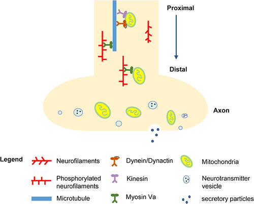 Figure 2 Mitochondrial axonal transport associated with NFs. The blue arrow indicates the anterograde axonal transport of mitochondria towards the distal axon. The driving force comes from the combination of dynein/dynactin, kinesin, myosin and phosphorylated NFs based on the microtubules. The elements that participate in the rapid axonal transport include mitochondria, neurotransmitter vesicles, and secretory particles. In addition, the direct combination of NFL and myosin Va plays a critical role in slow axonal transport for local mitochondrial movement.