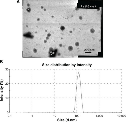 Figure 1 Transmission electron microscopic image (A) and size distribution (B) of coumarin-6-loaded PLGA NPs.Note: Scale bars represent 200 nm.Abbreviation: PLGA NPs, poly(d,l-lactide-co-glycolide acid) nanoparticles.
