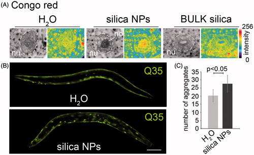 Figure 1. Silica NPs induce widespread protein aggregation in adult C. elegans. (A) Representative fluorescent micrographs of the anterior-most intestinal cell nuclei of 2-day-old, adult C. elegans (N2, wild type). Worms were mock(H2O)-treated or exposed to silica NPs or BULK silica in liquid culture for 24 h, fixed and stained with the amyloid-specific dye Congo red. Congo red is shown as inverted greyscale and in pseudocolor as intensity maps. Blue indicates low intensity, whereas red indicates high intensity of the staining. Bar, 7.5 µm. (B) Representative fluorescent micrographs of 2-day-old, adult C. elegans stably expressing a homopolymeric glutamine repeat fused to yellow fluorescent protein (Q35::YFP) under the control of the unc-54 promoter in the body wall muscle cells. Worms were mock-treated or exposed to silica NPs in liquid culture for 24 hours. Bar, 100 µm. (C) Respective quantification of the number of Q35::YFP aggregates per worm. Values represent means ± SD of four independent experiments with n > 150 for each treatment (H2O versus silica NPs, Student’s t test p < 0.05). No, nucleolus; nu, nucleus; Q35, homopolymeric repeat of 35 glutamines fused to yellow fluorescent protein. The online version contains colored figures.
