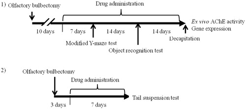 Figure 1. Schematic drawing of the experimental schedule. Protocol 1: after 1 week of acclimatization, the ddY mice were randomly divided into four groups of 10 mice. All mice (except mice in the sham group) were subjected to OBX surgery. Ten days after the surgery, drug administration was started. Modified Y-maze and object recognition tests were performed 1 and 3 weeks after starting drug administration, respectively. Quantitative real-time polymerase chain reaction and neurochemical studies were carried out after the decapitation of all mice. Protocol 2: after 1 week of acclimatization, the mice were randomly divided into four groups of six mice. All mice (except mice in the sham group) were subjected to OBX surgery. Three days after the surgery, drug administration was started. The tail suspension test was performed 7 d after starting drug administration.