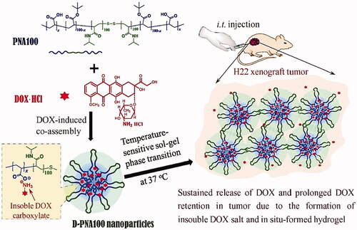 Figure 4. D-PNAx hydrogels for i.t. injection of targeted chemotherapy using DOX-induced co-assembling nanoparticles are shown schematically. Reproduced with permission from Wan et al. (Citation2016).