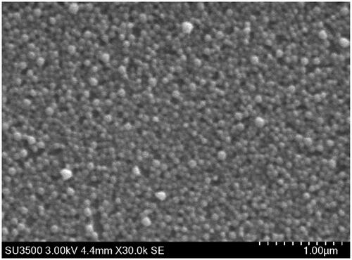 Figure 1. Scanning electron microscope images (SEM) of the blank PEMT NP.
