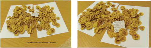 Figure 14. Dried banana chips showing no de-coloration.