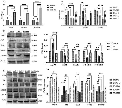 Figure 6. Effect of hyperglycemia on steroidogenesis. (A) In-vivo gene expression of StAR, steroidogenic genes 3β-HSD and 17β-HSD in diabetic rat testis was assessed using Real time PCR. (B) Effect of hyperglycemia on in vitro gene expression of StAR, steroidogenic genes 3β-HSD and 17β-HSD on LC540 rat Leydig cells treated with different concentrations of glucose using Real time PCR. (C) Effect of hyperglycemia on in vivo protein expression of AQP9; Nrf-2, StAR and steroidogenic genes (3β-HSD and 17β-HSD) in diabetic rat testis. (D) Effect of hyperglycemia on in-vitro protein expression of AQP9; Nrf2, StAR and steroidogenic genes (3β-HSD and 17β-HSD) in LC540 rat Leydig cells treated with different concentrations of glucose. All the results were normalized with β-actin (In vivo n = 6 & In vitro n = 3). Values represent mean ± SD (*p < 0.05, **p < 0.01, ***p < 0.001 and ****p < 0.0001).