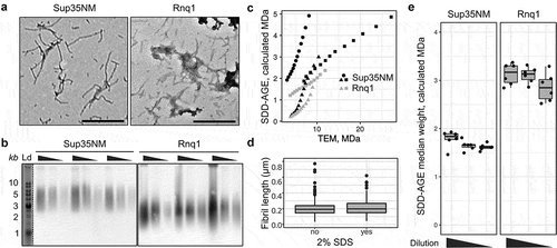 Figure 2. SDD-AGE-based estimates differ from the corresponding measurements based on the TEM data. (a) TEM images of Sup35NM and Rnq1 fibrils. The scale bar equals 500 nm. (b) SDD-AGE results for the same samples from panel A. The 3-fold serial dilutions were analysed. The anti-His antibody was used. ‘Ld’ corresponds to DNA ladder. (c) Quantile-quantile plots of aggregate molecular weights calculated with different methods. Percentiles from 20 to 80 in increments of 5 are plotted. Different dot shapes on the plots correspond to independent experiments. Different proteins are marked with colour (black for Sup35NM and grey for Rnq1). (d) The distributions of Rnq1 fibril lengths in samples with or without SDS. At least 250 fibrils were measured in each case. (e) The estimated median molecular weights of Rnq1 and Sup35NM fibrils computed using samples without or with 3-fold and 9-fold dilution. The corresponding raw results of SDD-AGE are shown in (b)