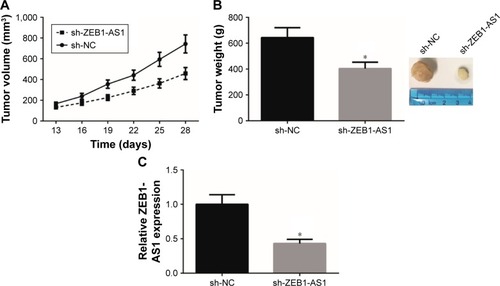 Figure 3 Knockdown of ZEB1-AS1 inhibits CC xenograft growth in vivo.