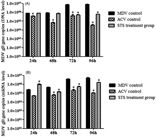 Figure 1. The effect of STS on UL27 (gB) gene expression at different time points. Real-time PCR was used to quantify MDV titers based on gB gene. (A) The effect of STS on UL27 (gB) gene expression at different time points on DNA level. At the level of DNA, addition of STS in MDV infected cells resulted in a decrease in gB (UL27) gene load compared with the virus group at time point of 72 h and 96 h, and there was significant difference (p < 0.05). (B) The effect of STS on UL27 (gB) gene mRNA level at different time points. In the level of mRNA, STS showed a little enhance gB (UL27) gene expression at 24 h, and STS decreased gB (UL27) gene expression compared with the MDV group from 48, 72, and 96 h, and also there was significant difference (p < 0.05). *Significant difference compared with MDV control.