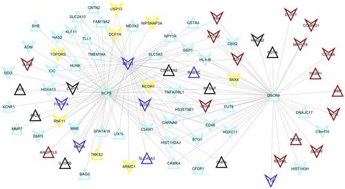 Figure 5 The co-expression network between differentially methylated lncRNAs and mRNAs identified unstable modules. The color indicated the corresponding module.