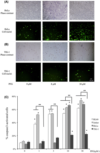 Fig. 4. Effects on activation of caspase-3 in 4 human cell lines.