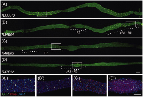 Figure 5. GAL4 drivers expressed in EEs. Epi-fluorescent images of the whole gut expressing native GFP under the control of denoted EEs-GAL4 drivers (A–D) and confocal immunofluorescent images labeled with DAPI and anti-GFP and anti-Prospero antibodies corresponding to white insets (A'–D'). (A) R33A12-GAL4 > UAS-mCD8-GFP labels EEs throughout the midgut. (B) R34E04-GAL4 > UAS-mCD8-GFP labels EEs in the R3, posterior R4, and R5 regions. (C) R46B05-GAL4 > UAS-mCD8-GFP selectively labels EEs in the R2 region. (D) R47F12-GAL4 > UAS-mCD8-GFP labels EEs in the posterior R2 and R3 regions. Dotted lines indicate the regions of GFP expression. Scale bars: 300 μm (A–D), 100 μm (A'–D').