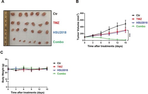 Figure 6 HSU2018 restores sensitivity to TMZ in LN18-TR xenograft model. (A) Representative images of xenograft tumor. LN18-TR xenograft mice treated with control (DMSO), TMZ (20 mg/kg/3day intraperitoneally), HSU2018 (2 mg/kg/3days), and Combo (20 mg/kg/3day of TMZ +2 mg/kg/3day of HSU2018). (B) Tumor volume was reported in mm3 as the mean ± SD and statistically compared between TMZ and Combo tumors. n ≥6 tumors/group. ***P < 0.001. (C) Body weight was measured twice a week as the mean ± SD. n ≥6 tumors/group.