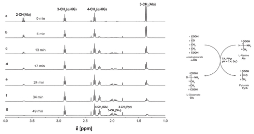 Figure S1 The 1H NMR spectra of reaction mixture containing pyridoxal phosphate (2 mM), L-alanine and α-ketoglutarate (both 20 mmM) and transaminase (3 units) in D2O, pH = 7.4.Abbreviation: NMR, nuclear magnetic resonance.