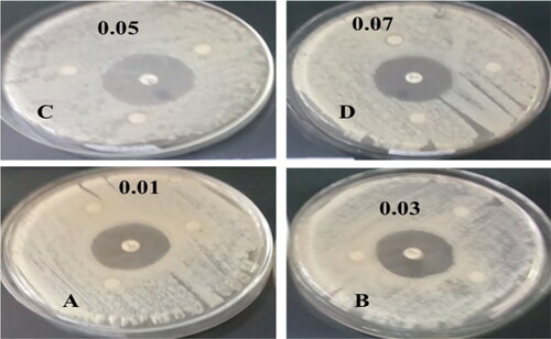 Figure 9. Antibacterial activities of leaf extract (1) against A) E. coli, B) K. pneumonia, C) S. aureus, D) S. epidermides in different concentration ranges (0.01–0.07 g/25 ml) G), standard Gentamicin in the centre.