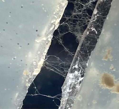Figure 2. Mycelial bridging across the two islands of agar.