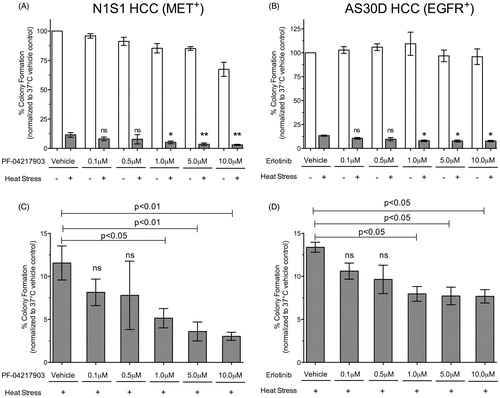 Figure 4. Effect of MET and EGFR inhibition on HCC clonogenic survival following heat stress. (A) N1S1 HCC cells were pre-treated with a dose-titration of the MET inhibitor PF-042179030 (0.1–10 μM) or vehicle control (0.1% DMSO) and (B) AS30D HCC cells were pre-treated with a dose-titration of the EGFR inhibitor erlotinib (0.1–10 μM) or vehicle control (0.1% DMSO) for 1 h, subjected to heat stress (45 °C) or control (37 °C) for 10 min and plated for the colony formation assay. Per cent colony formation was calculated relative control to 37 °C control. Data are presented as mean ± SEM of three independent experiments and were analysed using one-way ANOVA followed by post-hoc pairwise comparison using an unpaired t-test. ns p > 0.05; *p ≤ 0.05; **p ≤ 0.01. White bars = drug only; Grey bars = drug plus heat stress. (C, D) Graphs of drug plus heat stress data only from (A) and (B) for (C) N1S1 and (D) AS30D, respectively.