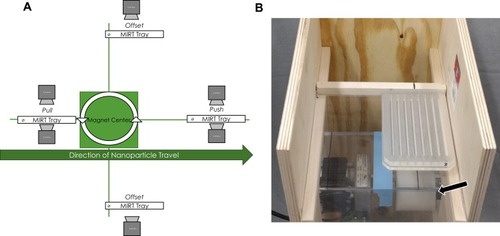 Figure 2 (A) Illustration showing the various positions of the MIRT tray with respect to the rotating magnet (mini-MED), and the direction of MNP travel. “ø” indicates the origin or start position for MNPs. (B) Photograph of the MIRT tray in the offset above position, 20 cm over the mini-MED. The location of the rotating permanent magnet is shown by the arrow. This perspective is rotated 90° and shown from above. The MNPs move remotely (i.e., at a distance from the magnet) due to the rotation of the clusters, and surface traction.