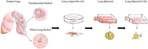 Figure 1. Schematic of the derivation of lung spheroid cells (LSCs) from whole lung and minimally invasive transbronchial lung biopsies [From Respiratory Research Citation40].