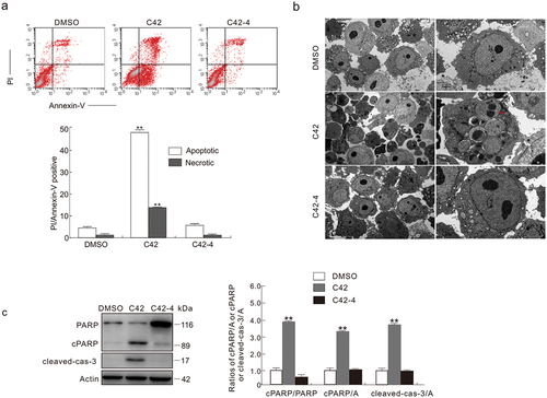 Figure 3. C42-4 failed to induce the cleavage of PARP-1 and caspase-3. (a) The induced apoptosis and necrosis were measured by flow cytometry when the cells were treated with C42 (2 μmol/L) or C42-4 (2 μmol/L) for 6 h. While necrotic cells are PI-positive and apoptotic cells are AV-positive. (b) Transmission electron microscopy (TEM) was performed on HeLa cells at the 6 h time point after challenge of C42 (0.5 μmol/L) or C42-4 (0.5 μmol/L) as described in Materials and methods. While the nucleus remains normal in both DMSO- and C42-4 treated cells, C42 induces formation of micronucleus or even causes breakdown of the nucleus Red arrow: Micronucleus. (c) The cell lysates were made and immunoblotted using the designated antibodies after the cells were treated with C42 (0.5 μmol/L) or C42-4 (0.5 μmol/L) for 6 h. Actin was utilised as a loading control. Both the ratios of cleaved PARP-1 (cPARP-1) to actin or uncleaved PARP-1 and cleaved caspase-3 (c-cas-3) to actin were adjusted and showed in the graph that was right of the panel. The signal quantification (n = 3) was represented by the image. The data as mean ± S.D. given and examined by t-test for the histogram results. *P < 0.05 vs. control; **P < 0.01 vs. control. Repeated at least three times were similar experiments.