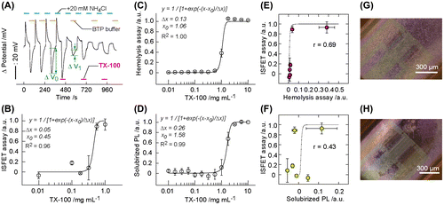 Figure 5. A decrease in pH is correlated to plasma membrane damage. (A) Changes in the ISFET signal (1 − ΔV/ΔV0) of the ISFET assay was used as a parameter for membrane injury. ΔV was obtained after exposing the cells to TX-100 at desired concentrations for 60 s. (B) The ISFET signal after exposing the cells to TX-100 at desired concentration for 60 s. The solid line and equation represent the curve fitting result using the logistic function. Data are presented as mean ± standard deviation (n = 3). (C, D) The degree of hemolysis (C) and solubilized phospholipid (PL) (D) of sheep erythrocytes after incubating in TX-100 for 20 min (n = 3). (E, F) The scattered plot showing the correlation between the ISFET signal and the degree of hemolysis (E) and between the ISFET signal and the degree of solubilized PL (F) for TX-100 exposure to the cells. The solid line shows the standard curve obtained by the logistic function for each assay. Correlation coefficients: r = 0.69 (E) and 0.43 (F). Data are represented as mean ± standard deviation (n = 3). (G, H) BF micrographs of the cells on ISFET after treated with 0.0 mg ml−1 (G) or 1.0 mg ml−1 (H) TX-100.