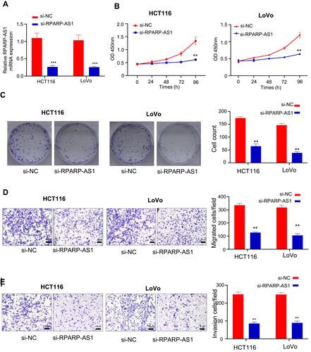 Figure 2 RPARP-AS1 knockdown in HCT116 and LoVo cell lines inhibited cell proliferation. (A) RPARA-AS1 expression significantly decreased in both HCT116 and LoVo cell lines mediated with lentiviral vectors (P-value < 0.001). (B) CCK-8 was used to detect cell proliferation of HT29 and HCT116. Knockdown of RPARP-AS1 decreased the light absorption value of cells at 450 nm (P-value < 0.01). (C) Colony formation assay confirmed that knockdown of RPARP-AS1 decreased the colony-forming ability of HCT116 and LoVo cells (P-value < 0.01). (D) TransWell (without Matrigel) showed that knockdown of RPARP-AS1 decreased the migration ability of HCT116 and LoVo cells (P-value < 0.01). (E) TransWell (with Matrigel) showed that knockdown of RPARP-AS1 decreased the invasion ability of HCT116 and LoVo cells (P-value < 0.01). (**P-value < 0.01; ***P-value < 0.001).