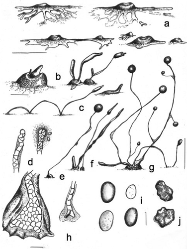 Figure 8. Morphology of Heterostelium versatile, sp. nov (strain MAD 52). a. Small to median aggregations that show ample flat and large streams (right above), two interconnected aggregations (center below), and two small aggregations at culmination surrounding a larger one (left below), most with the appearance of a fried egg. b. Early pseudoplasmodia from the center and side (left); early-late clustered and solitary sorogens (right). c. Stoloniferous habit of a late migrating pseudoplasmodium (left); solitary small shortly migrating pseudoplasmodium (right above). d. Simple single-celled tip (left) and a capitate tip with a dense sticky slime (right). e. Solitary sorocarp with small masses of pseudoplasmodia. f. Cluster of late rising sorogens. g. Tight cluster of branched and unbranched sorocarps, some decumbent and creeping.  h. Massive roundish base, with some protruding cells (left); one tier of cell terminal sorophore with two bifurcate basal cells (right). i. Elliptical-oblong spores, some with many small vacuoles. j. Myxamoebae with many small vacuoles. Bars: a = 300 µm; b, c = 50 µm; d, h = 15 µm; e, f, g = 0.5 mm; i, j = 6 µm