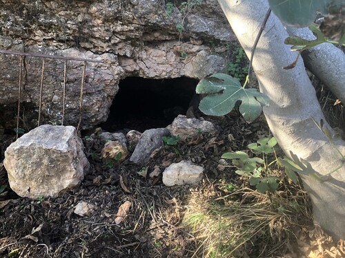 Figure 3. ˁĒn el-Birkeh flows out of a hole in the rock (now tapped into a pipe) under a fig tree near Wadi Said (Figure 1), south of Bēt ˁAṭāb, 31o43’53” North, 35o3’14” East (ITM 205182-626536). While this spring is indeed ‘coming out of a rock’, it is not ˁĒn Bēt ˁAṭāb, which according to Palmer (Citation1881) is ‘by main road’. Note that coordinates in degrees were measured by the author and checked for agreement with Google Earth.