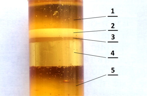 Figure 6. The packaged ceramic-dentin construction (1 – packaging material/epoxy resin; 2 – dentin block; 3 – cementing agent; 4 – zirconia body; 5 – packaging material/epoxy resin).