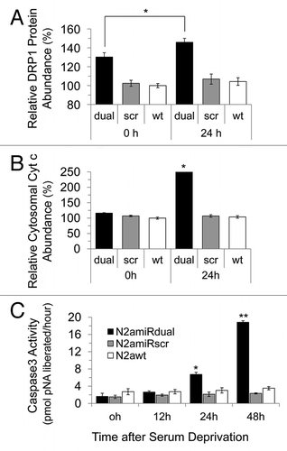 Figure 5 Apoptotic resistance to serum deprivation. Cells were cultured under conditions of serum deprivation and collected at indicated time points. (A) Detection of Drp1 expression levels analyzed by densitometric analysis of western blot. (B) Cytochrome C expression in cytosolic fractions detected by immunoassay. (C) Analysis of caspase 3 activity calculated by comparison with the free pNA. dual, N2amiRdual; scr, N2amiRscr; wt, miR non-treated wild-type N2a (*p < 0.05, **p < 0.01).