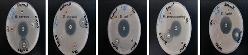 Figure 7 Zone of inhibition of 0.1M synthesized ZnO NPs compared with extract, zinc nitrate solution, DMSO, and antibiotics: (a) extract, (b) zinc nitrate solution, (c) ZnO NPs, (d) DMSO, and (e) antibiotic (ciprofloxacin).Abbreviations: DMSO, dimethylsulfoxide; ZnO NPs, zinc oxide nanoparticles.