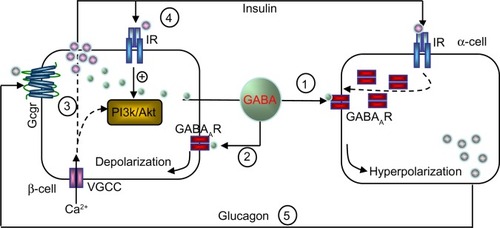 Figure 1 Hypothetical model of intraislet cell interaction.