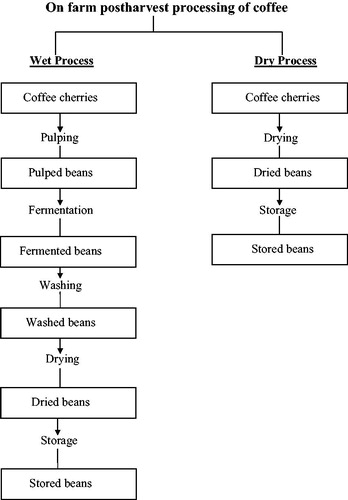 Figure 1. Stages of wet and dry processes and sampling of coffee beans were performed in different stages of dry and wet processing, described inside boxes.