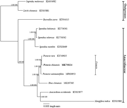 Figure 1. Phylogenetic relationship of the 12 species inferred from Maximum Parsimony (MP) and Bayesian inference (BI) based on complete genome sequences. The bootstrap values of MP analyses and Bayesian posterior probabilities are shown at each node.