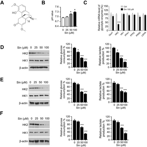 Figure 2 Sinomenine inhibits HK2-mediated glycolysis in aerobic glycolytic NSCLC cells. (A) The structure of sinomenine. (B) pH value of cell culture medium form sinomenine-treated NSCLC cells. (C) qRT-PCR analysis of the glycolysis-related genes with 100 μM sinomenine treatment in HCC827 cells. (D-F) sinomenine inhibited HK2 expression (left), and reduced glucose uptake (middle) and lactate production (right) in HCC827 (D), H1975 (E), and H460 (F) cells. SIN, sinomenine. *p<0.05, ***p<0.001.