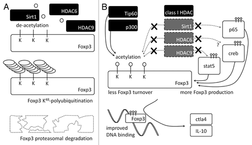 Figure 1. HDACs control Foxp3+Treg function. (A) HDAC6, HDAC9 and Sirt1 deacetylate Foxp3 lysine residues, enabling ubiquitination and proteasomal degradation. (B) Pharmacologic targeting of HDAC isoforms facilitating Foxp3 deacetylation favors Foxp3 acetylation by histone acetyltransferases, preserving Foxp3 protein. Furthermore, acetylation of certain lysine residues improves DNA binding and transcriptional activity of Foxp3. In addition, Foxp3 translation is increased due to removal of inhibitory effects on transcription factors promoting Foxp3 gene expression. Taken together, these effects can improve Treg function and number. Toxic effects on other HDACs are minimized due to isoform-selective HDAC inhibitors. Abbreviations: Tip60, 60 kDa Tat-interactive protein; p300, histone acetyltransferase p300; Sirt1, Sirtuin-1; HDAC, histone/protein deacetylase; Foxp3, forkhead box P3; K, lysine; ctla4, Cytotoxic T-lymphocyte protein 4; IL, interleukin; stat5, signal transducer and activator of transcription 5; creb, Cyclic AMP-responsive element-binding protein; p65, transcription factor p65.