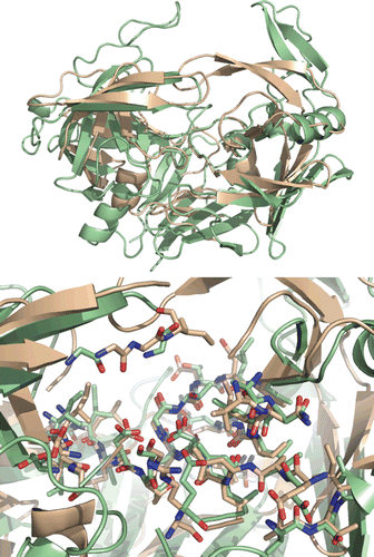 Figure 4.  Top: superimposition of HIV-1 protease (PDB: 1OXC in light pink) and C.albicans Sap2 (PDB: 1EAG in green) obtained with SPDBV. Down: binding pockets superimposition.