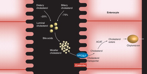 Figure 5. NPC1L1 controls cholesterol absorption in the intestine and is the target of ezetimibe.ACAT: Acyl-CoA:cholesterol acyltransferase; NPC1L1: Niemann–Pick C1-like 1 protein.