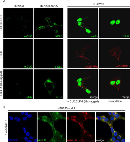 FIG 3 Cellular uptake of CLC, CLF-1, and CLC:CLF-1. (A) Untransfected and sorLA transfected HEK293 cells were incubated (37°C, 25 min) at 10 nM concentrations of the indicated ligands and then washed, fixed, and permeabilized. The cells were finally stained using mouse anti-His or rabbit anti-CLC as primary antibodies and Alexa Fluor 488-conjugated goat anti-mouse or anti-rabbit antibodies as secondary antibodies. (B) Colocalization of internalized CLC:CLF-1 and sorLA. sorLA transfected HEK293 cells were incubated with CLC:CLF-1 as described for panel A and subsequently stained with rabbit anti-CLC, mouse anti-sorLA, and matching secondary antibodies. (C) Colocalization of CLC:CLF-1 and endogenous CNTFRα (10 nM, 25 min). Following fixation the cells were stained with mouse anti-His, goat anti-CNTFRα, and appropriate secondary antibodies (Alexa Fluor 488-conjugated anti-mouse Ig and Alexa Fluor 568-conjugated anti-goat Ig).