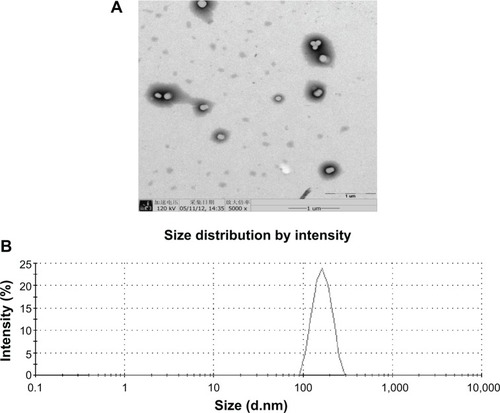 Figure 2 Transmission electron microscopic image (A) and size distribution (B) of PLGA NPs loaded with TS IIA, Sal B, and PNS.Note: Scale bars represent 1 μm.Abbreviations: PLGA NPs, poly(d,l-lactide-co-glycolide acid) nanoparticles; TS IIA, tanshinone IIA; Sal B, salvianolic acid B; PNS, panax notoginsenoside.