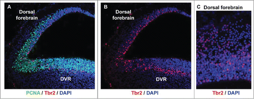 Figure 5. Tbr2-expressing intermediate progenitor cells are present in the developing turtle telencephalon. (A) A coronal section of a stage 20 turtle embryo immunostained with anti-PCNA (green) and anti-Tbr2 (red), and costained with DAPI (blue). (B and C) The distribution of Tbr2+ cells (red) differs in the dorsal cortex versus the dorsal DVR. Tbr2+ cells are distributed throughout the VZ in the dorsal cortex, but concentrate in a band superficial to the VZ in the DVR, as is seen in the developing mammalian neocortex.