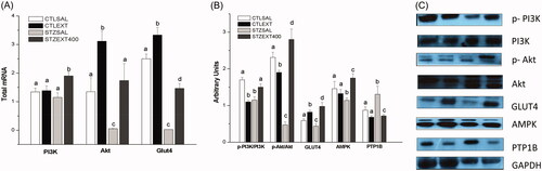 Figure 4. Effect of Bauhinia holophylla treatment on gene and protein expression in muscle. (A) Expression of PI3K, Akt and Glut-4 genes. (B) Expression of phosphorylated and total forms of proteins involved in glucose uptake in muscles. (C) Representative images of the proteins analyzed. Different letters indicate significant differences (ANOVA followed by Tukeyʼs post-test, n = 8, p < 0.05).