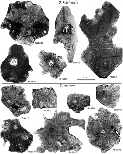 Figure 22. Equatorial sections of Discocyclina kutchensis and D. nandori from the Drazinda Formation.