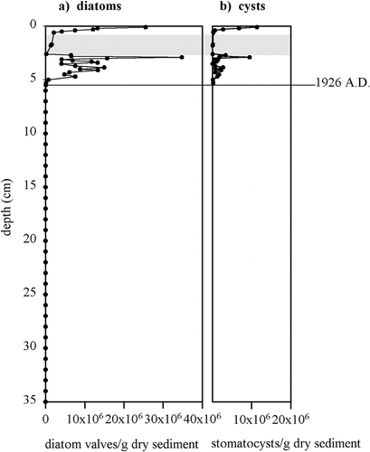 FIGURE 2. Concentration of (a) diatoms and (b) chrysophyte cysts within core 10–5. Diatoms are absent below 6 cm. The gray band marks the presence of a turbidite