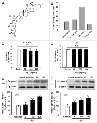 Figure 1. Effect of Ginsenoside Rg3 on the cell viability and apoptosis of EPCs. (A) The chemical structure of Ginsenoside Rg3. (B) Endothelial phenotype of outgrowth ECs, derived from isolated cord blood MNCs was confirmed by FACS analysis, demonstrating the expression of endothelial markers CD31, CD34, KDR, CXCR4, c-Kit, CD133. The graph represents the percentage of outgrowth ECs. (C, D) Cytotoxic effect was determined using EPCs and LLCs in the presence of Ginsenoside Rg3. After cultivation for 24 h under normal culture conditions, the total cell number was analyzed using a WST-1 assay. The cell number was not altered significantly by a treatment with up to 600 ng/mL Ginsenoside Rg3, demonstrating that Ginsenoside Rg3 does not affect the viability of EPCs and LLC. (E, F) Apoptosis effect was determined using EPCs and LLCs in the presence of Ginsenoside Rg3. After cultivation for 24 h under serum free culture conditions, cleaved caspase-3, a typical indicator of apoptosis, was increased after treatment with Ginsenoside Rg3 in a dose dependent manner, as demonstrated by western blot analysis.